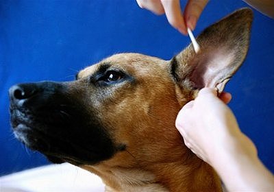 Полезные рекомендации по уходу за ушами у собак
