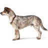 Hunter ошейник для собак Oss 50 см, текстиль, коричневый - Hunter ошейник для собак Oss 50 см, текстиль, коричневый