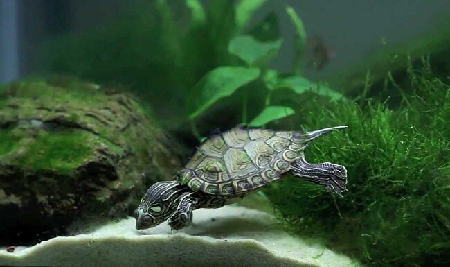 Что купить для водной черепахи