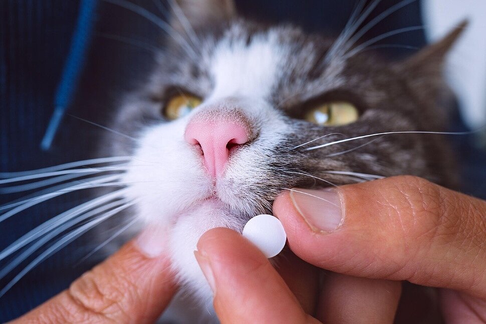 Как правильно давать кошке лекарство