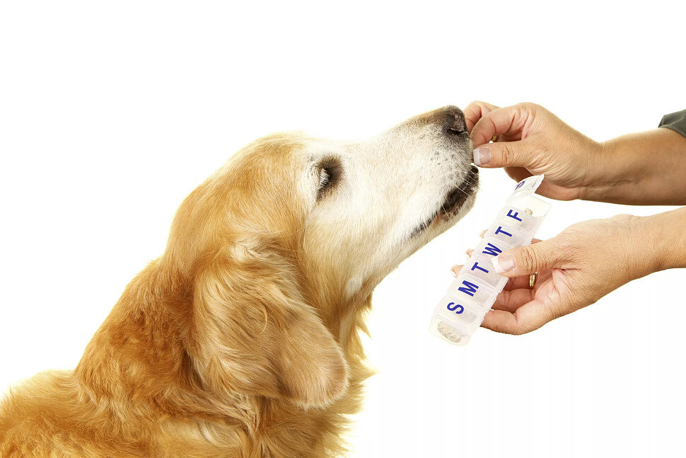 Способы укрепления собачьего иммунитета