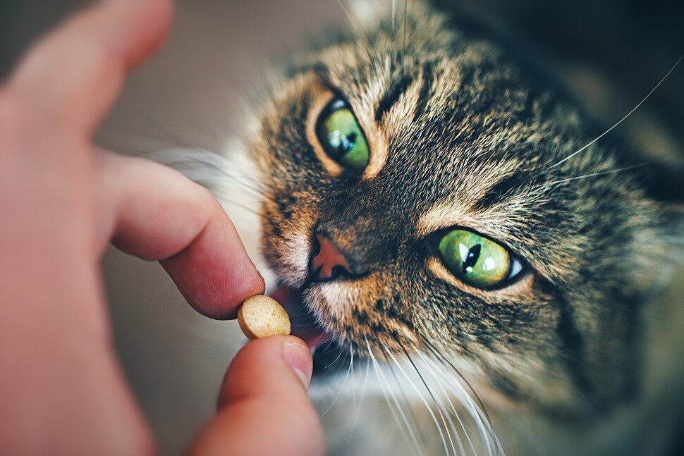 Какие витамины жизненно необходимы кошке